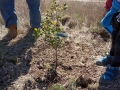 ÁRBOL_IGNACIO JAVI y SERGIO