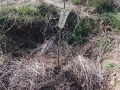ÁRBOL_JORGE