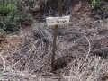 ÁRBOL_LUIS REMACHA