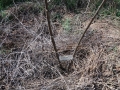 ÁRBOL_MIGUEL y BEGOÑA