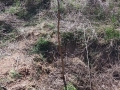 ÁRBOL_MONICA